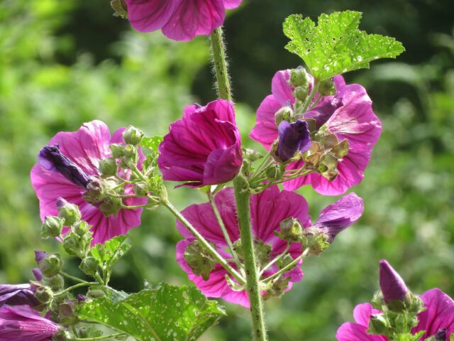 apotheke-hofwiese-tem-phytotherapie