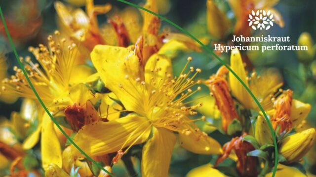 Blog_Johanniskraut