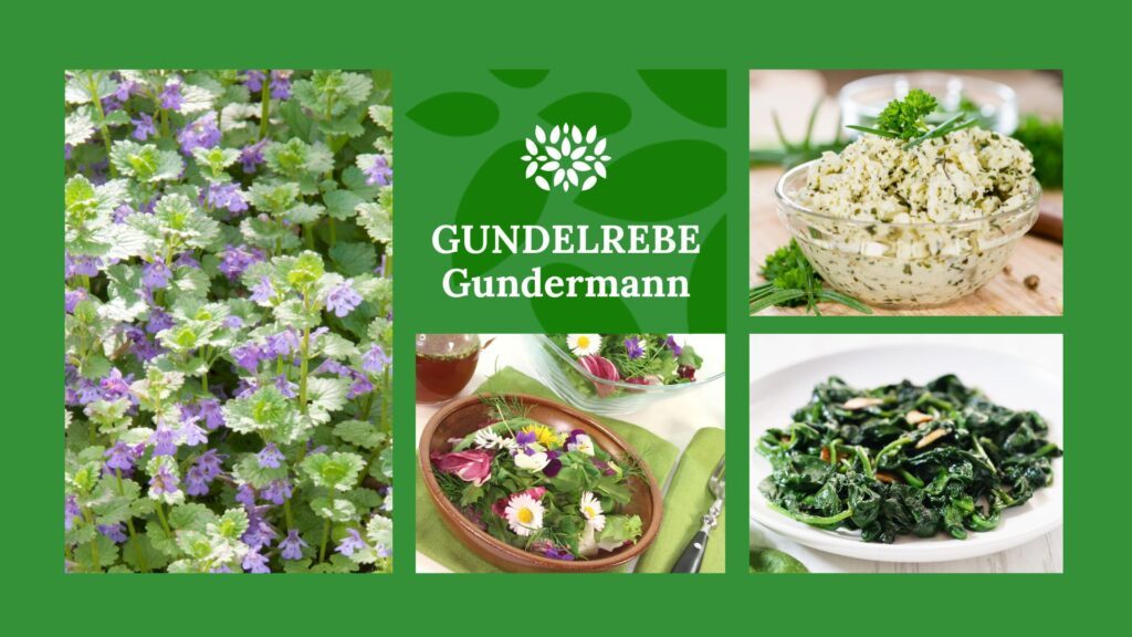 Blog_Gundelrebe_gruen