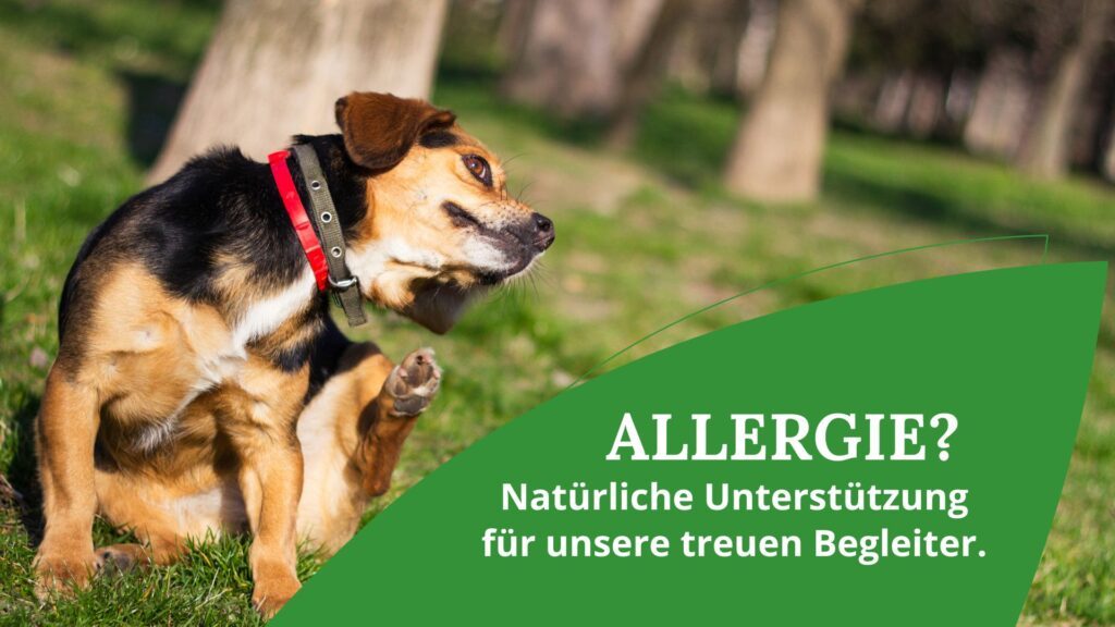 Blog_ Allergie Hautjucken Tiere