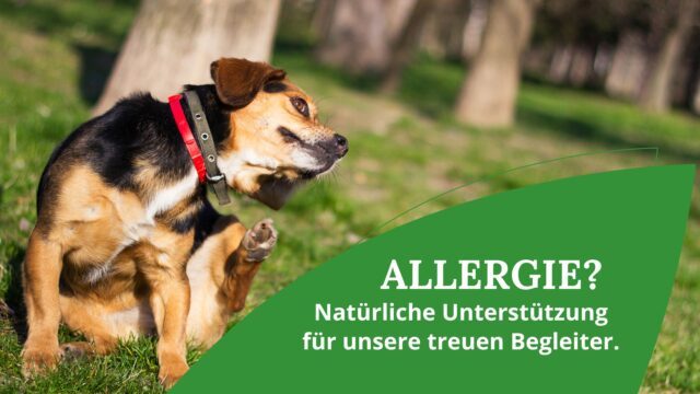 Blog_ Allergie Hautjucken Tiere